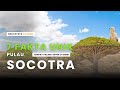 Socotra Pulau Paling Aneh dan Misterius | Inilah Faktanya...!!!