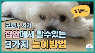 코로나시기에 집안에서 강아지랑 뭐하고 놀아야 할까요?ㅣ차분하게 놀수있는 3가지 방법