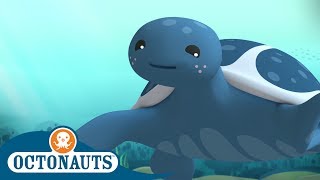 Octonauts - The Blue Turtle | Songs of the Deep | Cartoons for Kids