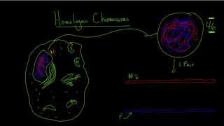 Homologous Chromosomes