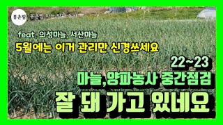 봉춘팜 마늘,양파농사|￼ 마늘 양파 중간점검 잘 돼 가고 있네요 (feat.의성마늘, 서산마늘)