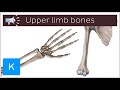 7 most difficult to pronounce bones of the upper limb | Anatomical Terms Pronunciation by Kenhub