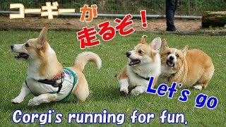 コーギーのゆき＆ゆめ　楽しい１日　Corgi's YUKI \u0026 YUME having a fun day with their friends.