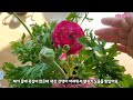 라넌큘러스분갈이flower ranunculus 옥천묘목시장에 꽃이 나왔어요 식쇼핑 언박싱