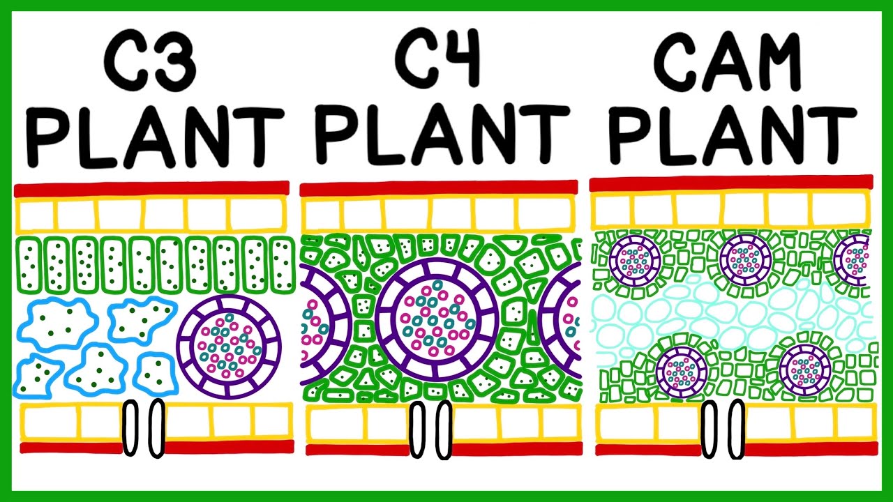 C3 And C4 Plants Leaf Structure - Infoupdate.org