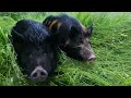 rotational grazing cattle and pigs