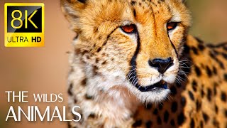 Animals & Wildlife 8K ULTRA HD • Relaxing Music and Nature Sounds 8K TV -VOL.1