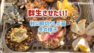 No169【多肉植物】目指せ群生株！秋に胴切りした多肉の現在