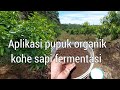 Aplikasi Rutin Pupuk Organik Tanaman Alpukat-Kohe Sapi Fermentasi