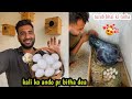 Murgi Ko Ando Pr Bitha Dea | pets vlog |@shehrmaindihat |fida birds and care