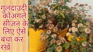 How to save Chrysanthemum / Guldaudi for next season || गुलदाउदी को अगले साल के लिए कैसे बचाये ||