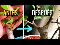 How to Branch a Ficus Bonsai with Grafts | How to make a ficus bonsai