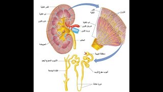 #أحياء_تانيه_ثانوى #الترم_التانى | تابع الاخراج فى الانسان (الكليه وتركيب النفرون) |