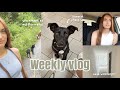 Erster Tierarztbesuch mit Josy, Alltag mit 2 Hunden & Umzugspläne?! - WEEKLY VLOG