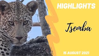 Highlights Tsemba male leopard 15th August 2021