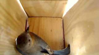 Feb.19 Female Bluebird visits box. New vocalizations.