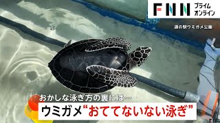 “お手々ないない泳ぎ”の子ガメがSNSで人気に…なぜ？　飼育員「身を守るポーズ」　三重