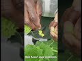 Artificial Pollination of Watermelon (Flowers) #shorts #pollination