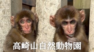 日本 九州 大分 高崎山自然動物園 JAPAN OITA Takasakiyama Natural Zoological Garden Monkey Mountain