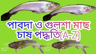 পাবদা ও গুলশা মাছ চাষ পদ্ধতি{A-Z}।Pabda and Gulsha fish farming methods.