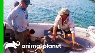 Fisherman Catches Shark While Fishing For Barramundi | Fish Or Die