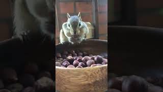 Friendly chipmunk with a bowl of nuts