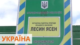 В Луцке непогода повалила знаменитый 200-летний Лесин ясень