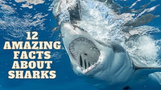 Top 12 Amazing Facts About Shark || Amazing Animals || Interesting Facts