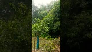 যশোর জেলায় বন্যার প্রভাব দেখা দিচ্ছে#short