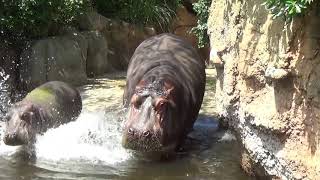 王子動物園 カバ集 ナミコ\u0026出目丸（子供）鳴き声多数