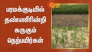 பரமக்குடியில் தண்ணீரின்றி கருகும் நெற்பயிர்கள் | Paramakudi | TN Farmers | Sun News