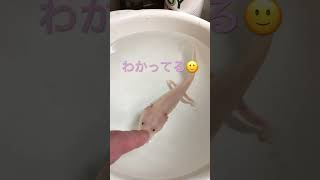 【完全版】ベタ慣れのウーパールーパー。 #shorts #pets #ペット #ウーパールーパー #両生類 #salamander #aquarium #terrarium #爬虫類