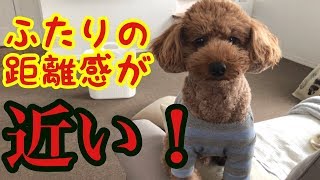 いつの間にか近づいてたふたりの距離感！【トイプードルそぼろ＆ニコ】