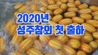 2020년 경자년 성주참외 첫 출하