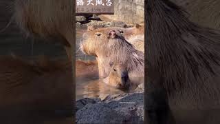 Capybara hot spring bath ♨️ in Shizuoka!