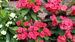 년중 사계절 꽃피는 식물 꽃기린?가시면류관《Beautiful year round blooming plant Euphorbia milii - Crown of Thorns》