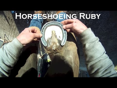 Horse Shoeing Ruby Horse Shoeing Ruby