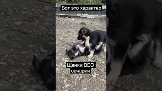 Вот это характер у щенков ВЕО овчарки #shorts #вео #щенки