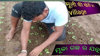 ମୂଳା ଚାଷ ର ଯତ୍ନ କିପରି ନେବେ ? मूली की खेती / village farming and kitchen