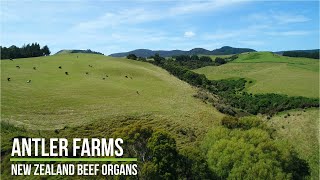 Antler Farms New Zealand Beef Organs - Complete Nutrition