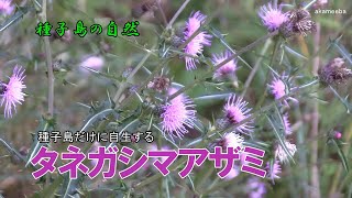 タネガシマアザミ 種子島だけに自生し冬のころ葉腋から頭花を出し薄紫色の花を咲かせた開花風景～種子島の自然