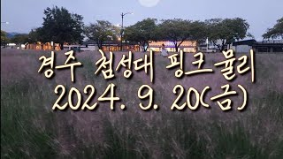 경주첨성대 핑크뮬리 개화현황2024.9.20(금)