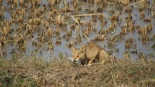 Jungle Cat (Felis chaus) hunting a wagtail