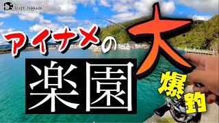 【北海道】バイト多発！超好反応！アイナメ爆釣！釣れ過ぎ注意！【アブラコ】