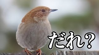 冬の里山がマジで野鳥の宝庫！？ 《COOLPIX P950》