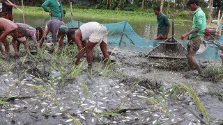 Trapping Huge Country Fish | Unbelievable Fishing! Village People Best Fish Hunting | Fishing System