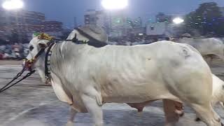 Court Entry K Nissar Bulls మహమ్మద్ అలీ గారు ఉరవకొండ గ్రామం Guntur Bull Race