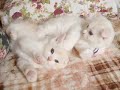 【アンファミリー】5 3生まれ。ピンクちゃん u0026紫君スコティッシュフォールドブリーダー大阪scottish fold breeder oosaka