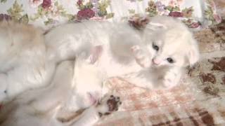 【アンファミリー】5/3生まれ。ピンクちゃん\u0026紫君スコティッシュフォールドブリーダー大阪Scottish Fold breeder oosaka