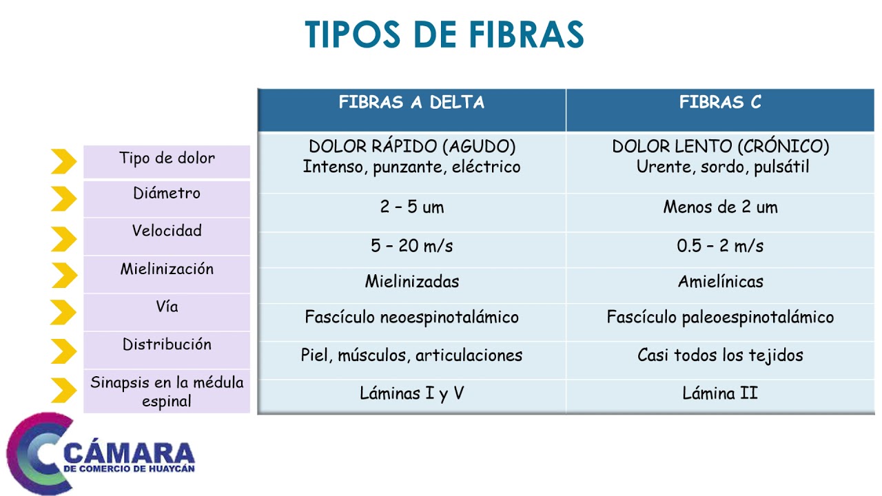 FISIOPATOLOGIA Y ASPECTOS CLÍNICOS DEL DOLOR - PARTE 2 - YouTube